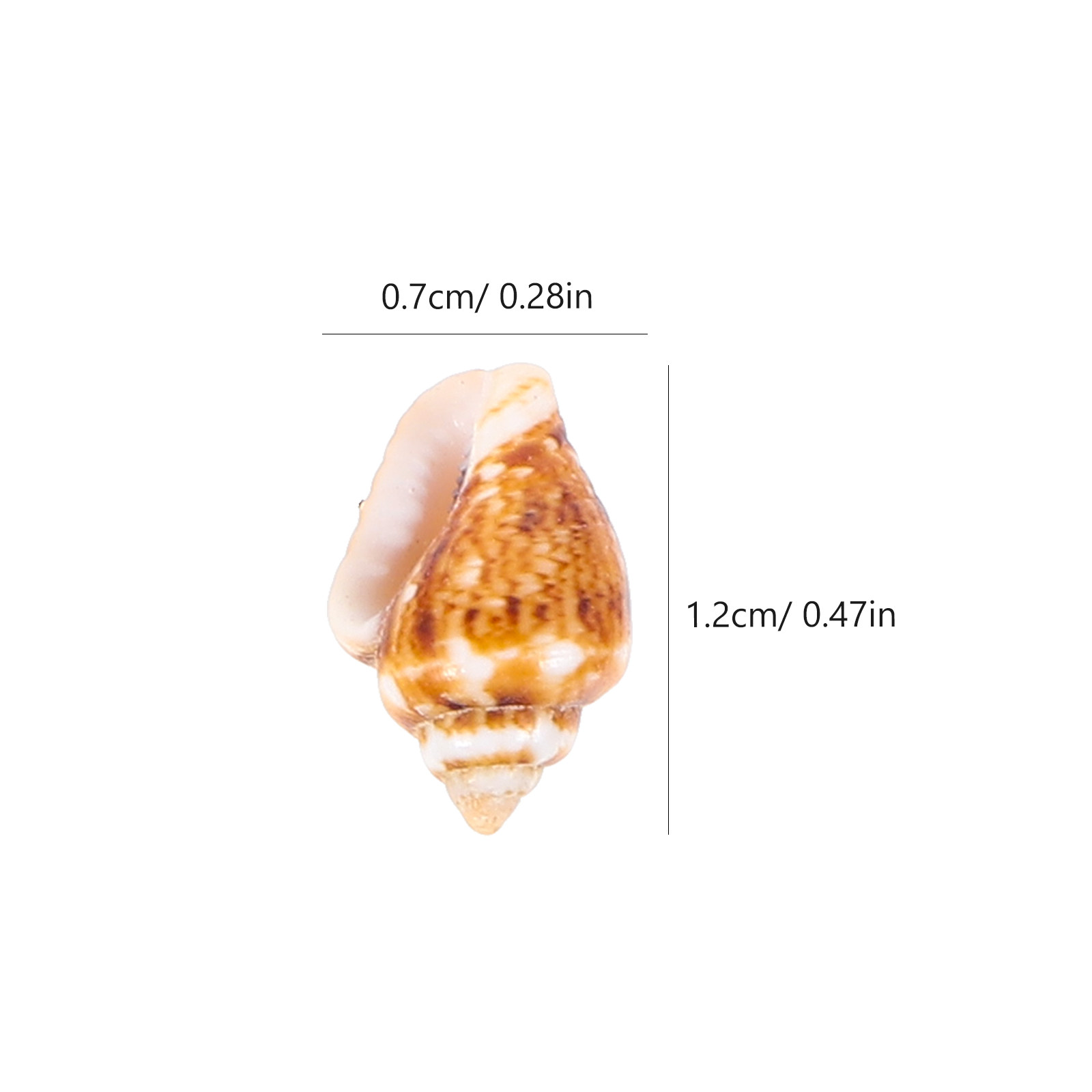 1 Box Decorative Natural Conch - Aquarium Mini Fish review and price