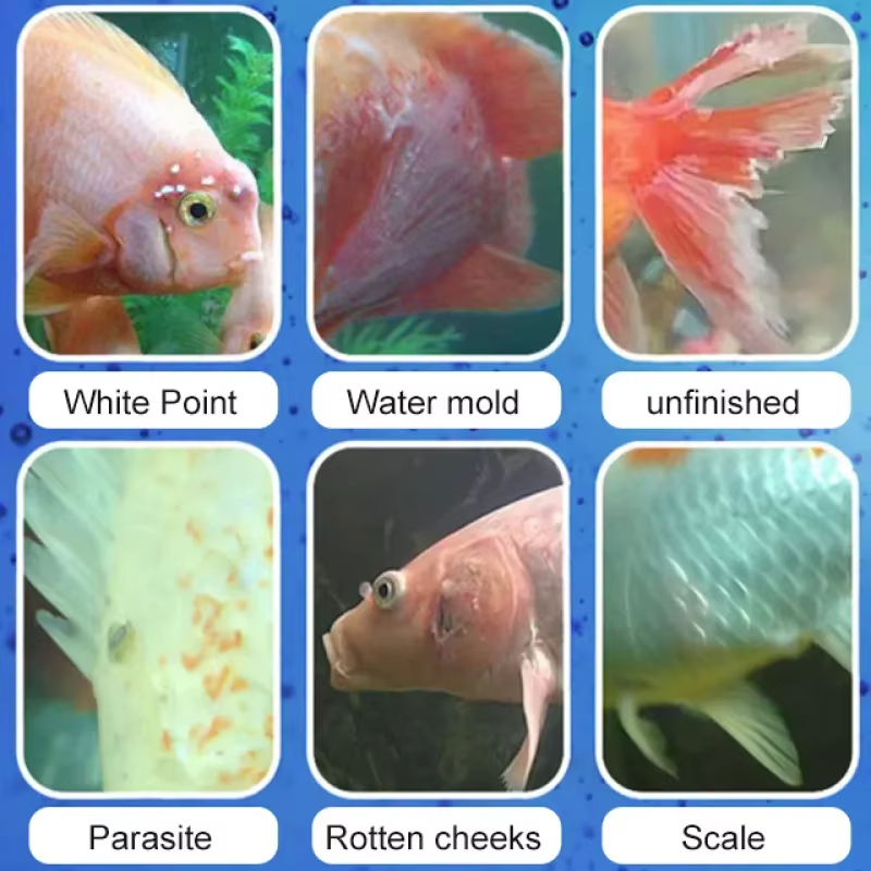 SIKEZHAN Fish Disease Treatmen - Aquarium Fish Quality review and price