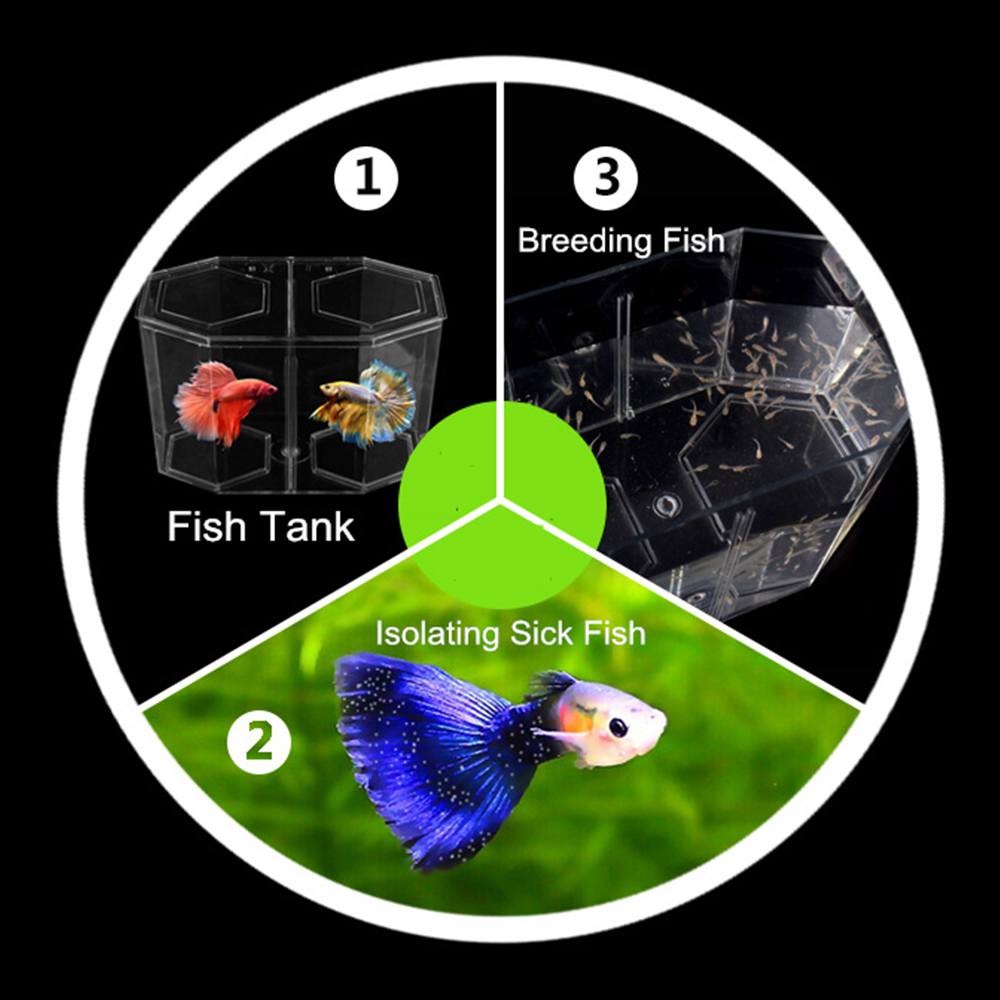 Acrylic Two Splits Guppy Fish  - Aquarium Goldfish review and price