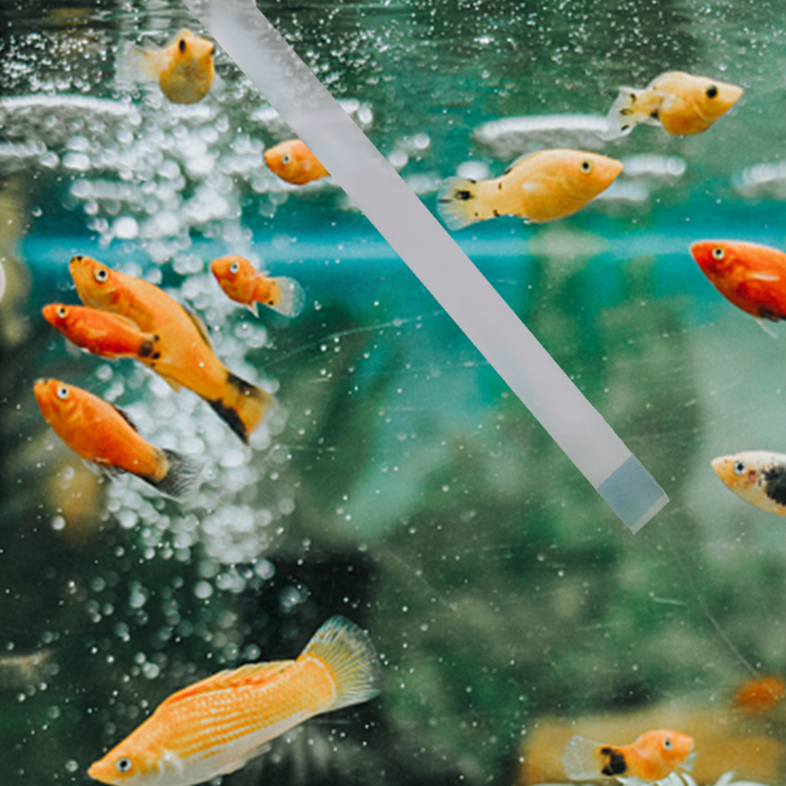 Swimming Pool Testing Strips H - Aquarium Fish Quality review and price